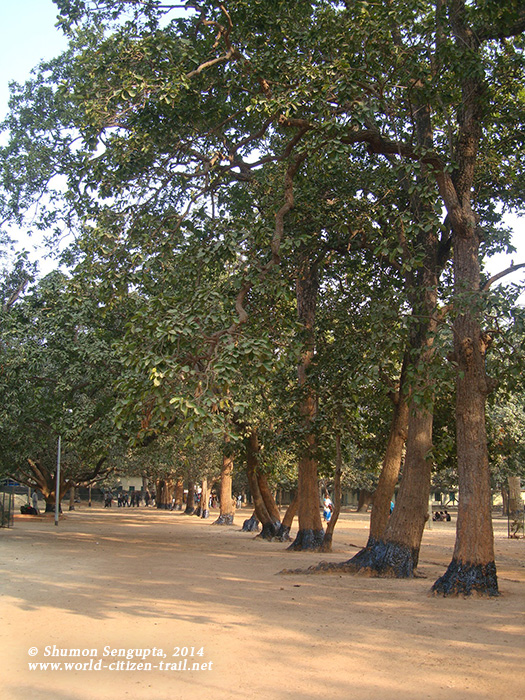 Shaal Bithi (the Bower of Saal - Shorea Robusta trees) - adjoining the Amra Kunja