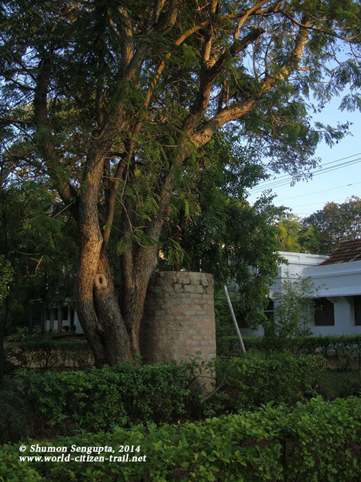 The campus is strewn with the rare sandal wood trees that need to be protected from poachers with a brick and cement enclosure at Rishi Valley School