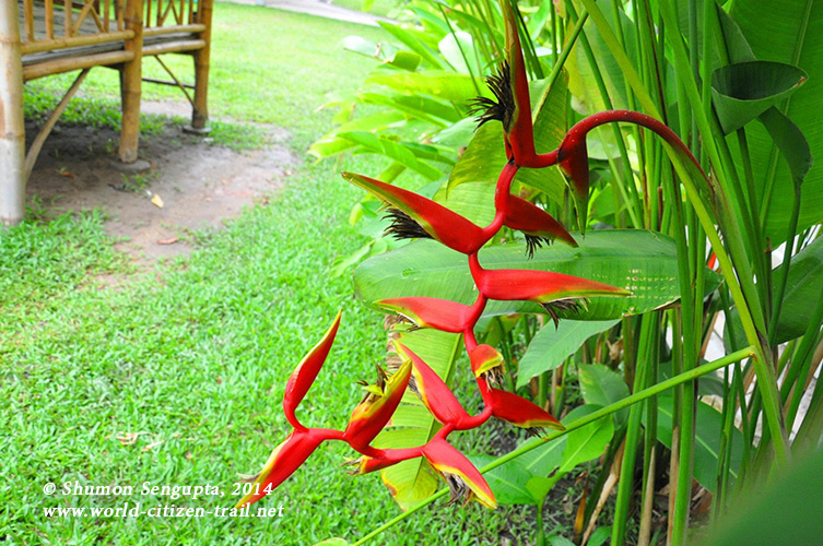 Vientiane International School - red flower