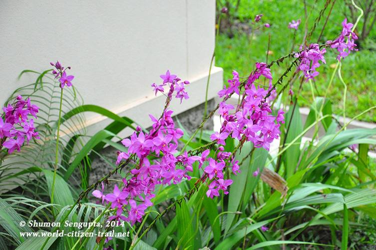 Vientiane International School. violet flowers.