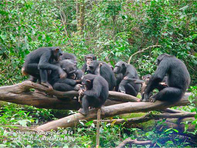 A-weekend-with-Chimps-in-West-Africa-30