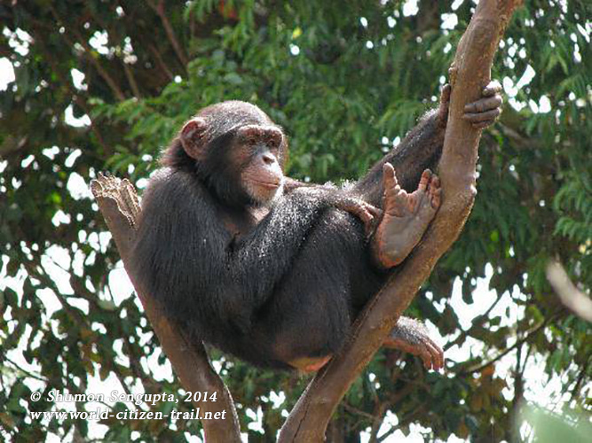 A-weekend-with-Chimps-in-West-Africa-31