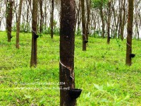 Rubber_trees_in_Kerala,_India